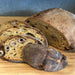 Organic Sourdough Olive Bread - FoodCraft Online Store 