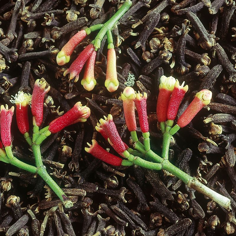 CLOVE ESSENTIAL OIL- BENEFITS, USES, AND ORIGIN