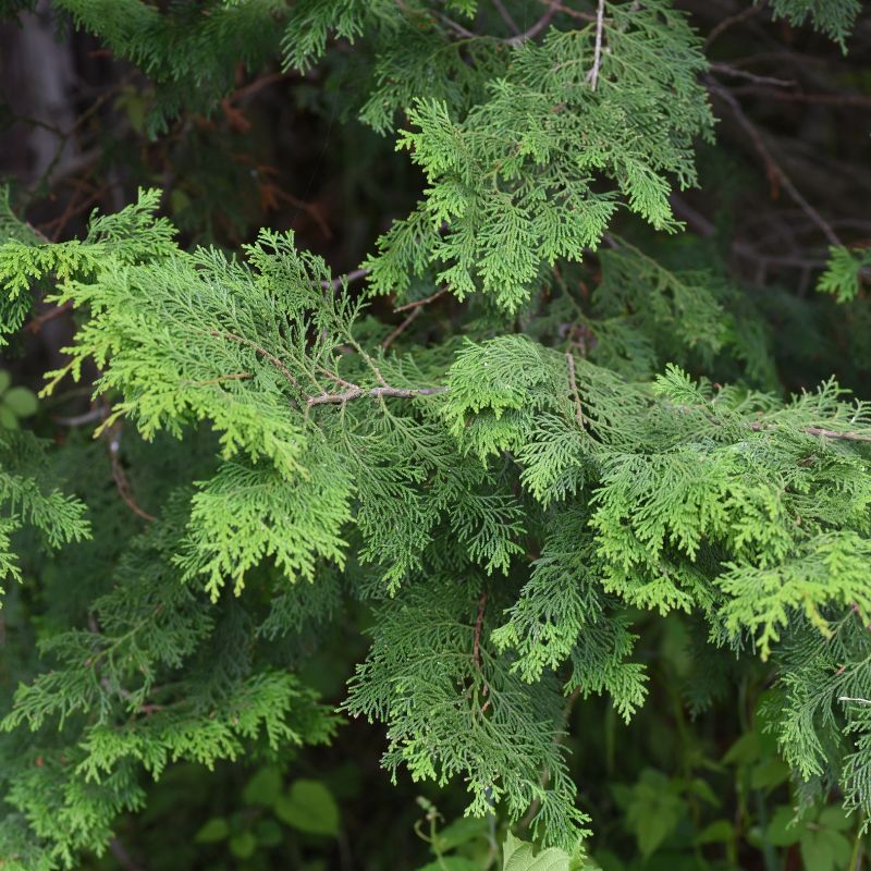 CYPRESS ESSENTIAL OIL- BENEFITS, USES, AND ORIGIN