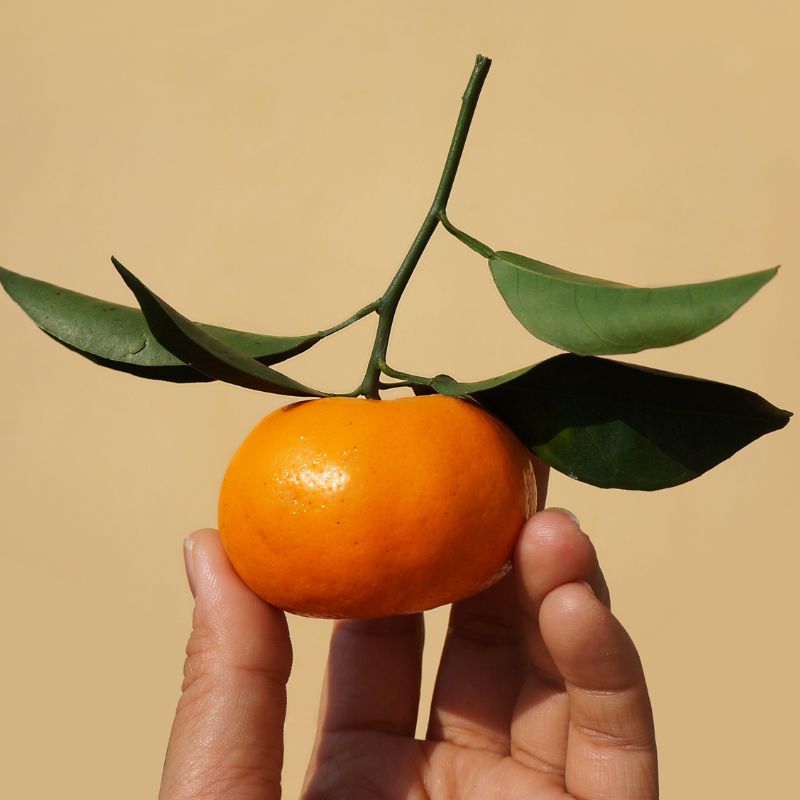 TANGERINE ESSENTIAL OIL- BENEFITS, USES, AND ORIGIN