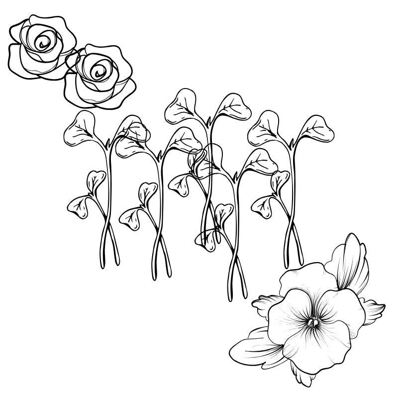 Microgreens & Sprouts & Flowers -Foodcraft Online Store