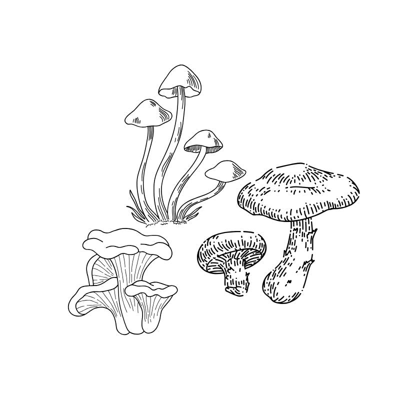 Mushrooms & Fungi - Foodcraft Online Store