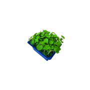 Astina Cress Microgreens - Foodcraft Online Store