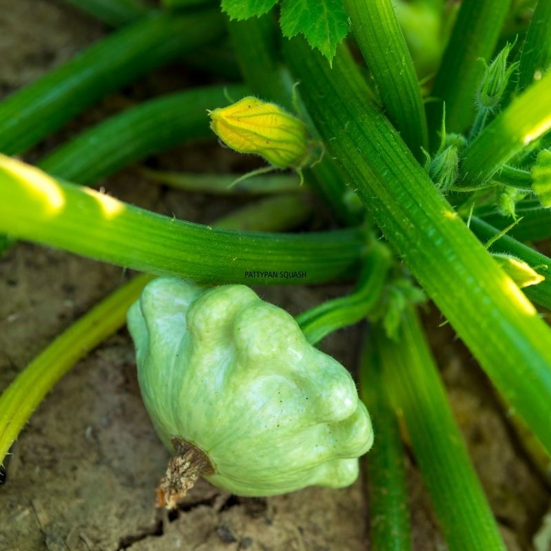Baby Button Squash (Green)- 200g | Foodcraft Online Store