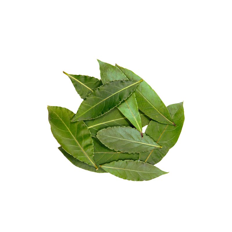 新鮮月桂葉 10g— FoodCraft Online Store