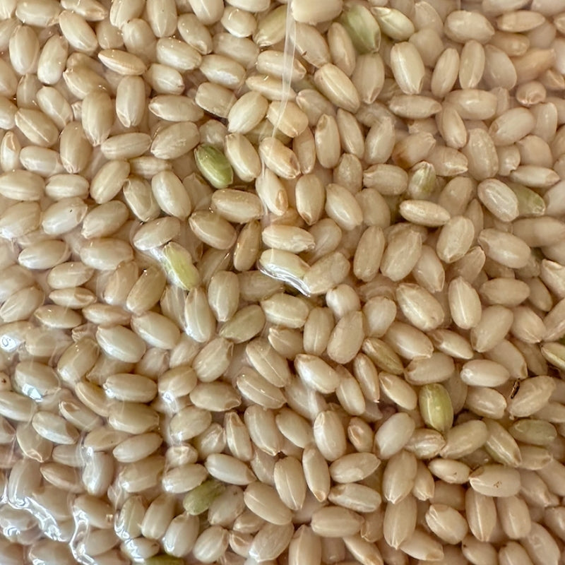 Hakucho Organic Brown Mochi Rice (白鳥 Sweet Brown Glutinous Rice) - 1kg