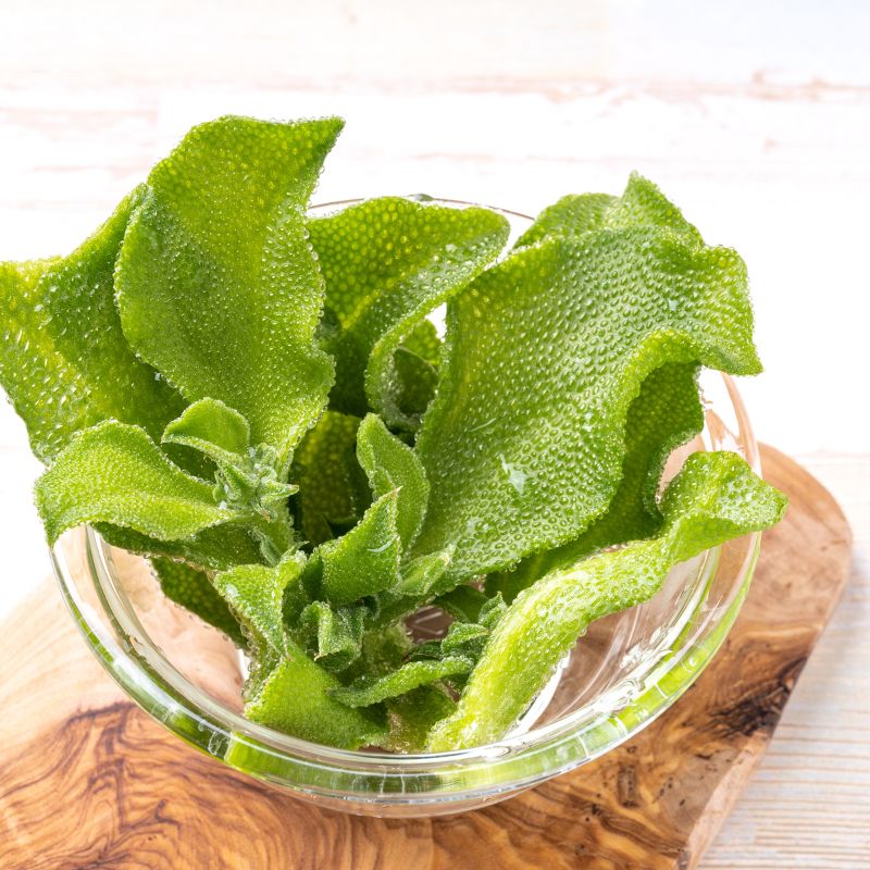 Ice Plant - Foodcraft Online Store