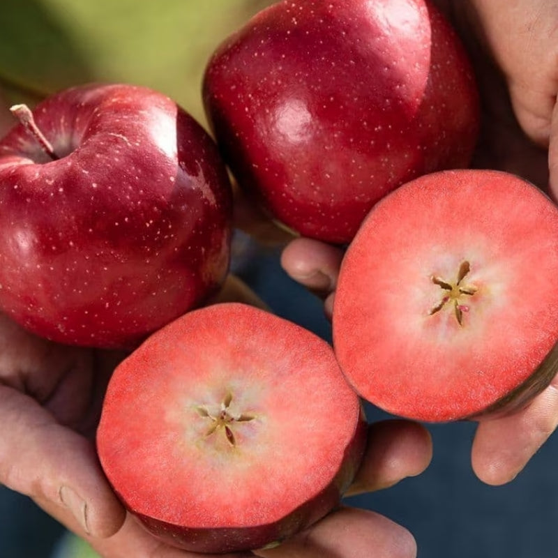 Four Italian red fleshed apples, including two whole apples and two halved apples showing the pinkish-red flesh and core, held in two hands against a blurred outdoor background.