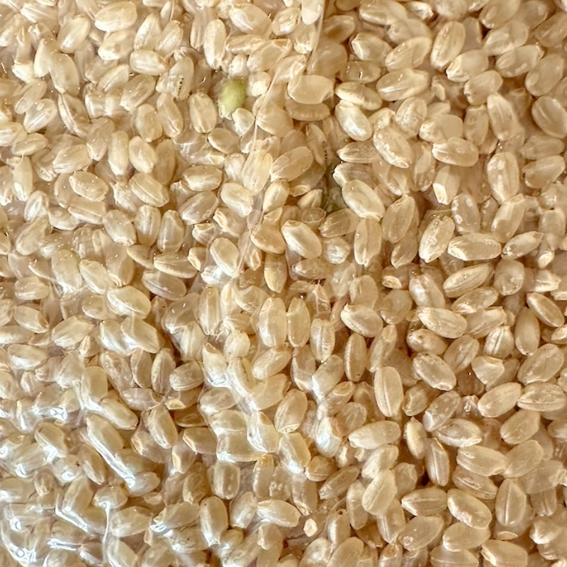 Kounotori (コウノトリ) Organic Brown Sushi Rice (Japanese Short Grain Brown Rice)  - 1kg Foodcraft Online Store