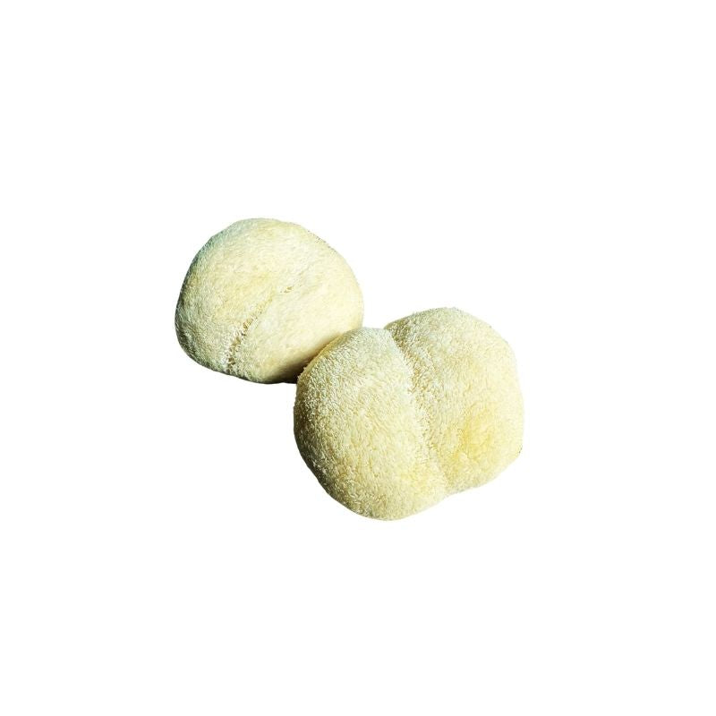 Two Lion's Mane Mushroom (Monkey's Head Mushroom) on a white background