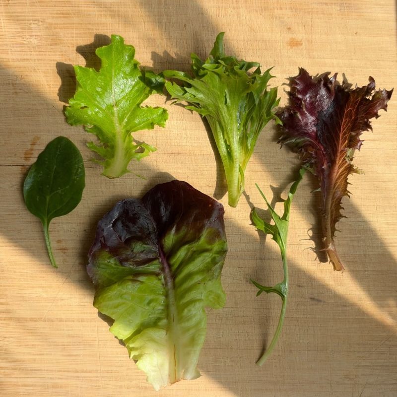 Mesclun Salad Mix - 200g's six different types of fresh lettuce leaves in green and red-purple varieties arranged on a light wooden cutting board with natural sunlight shadows.