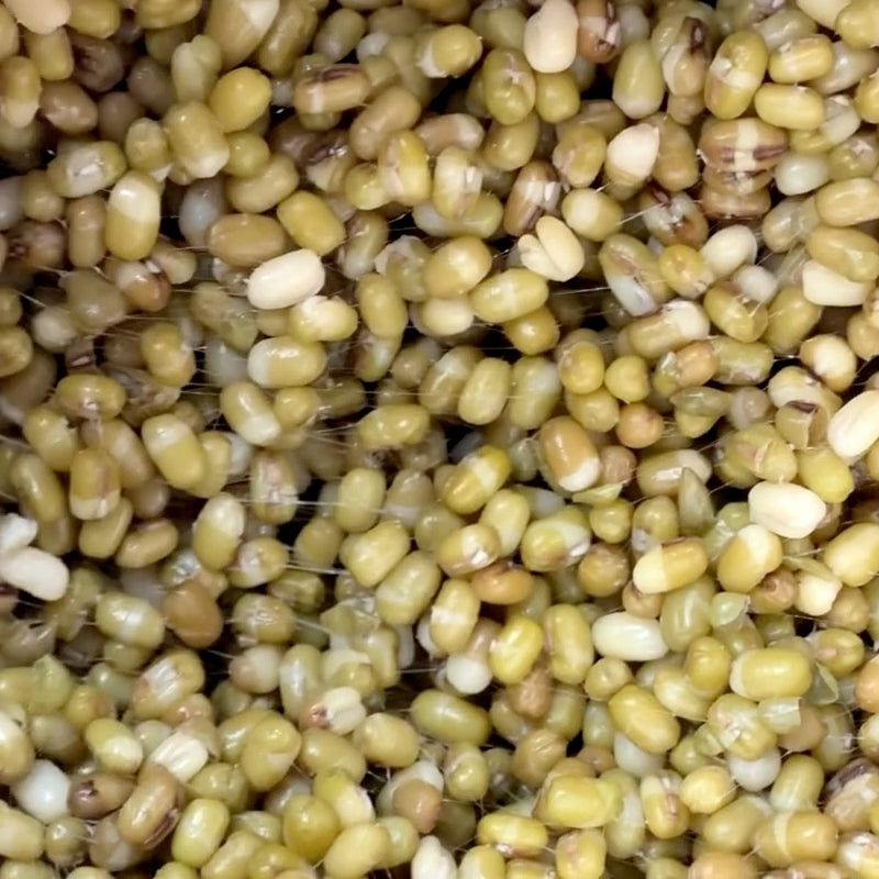 Organic Fermented Sprouted Mung Bean Natto - 100g
Foodcraft Online Store