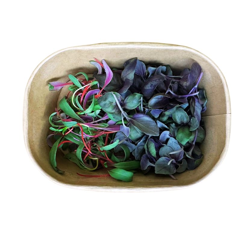 Rectangular dish withRainbow Chard & Purple Basil Sprout Mix (Pesticide Free)  on a white background