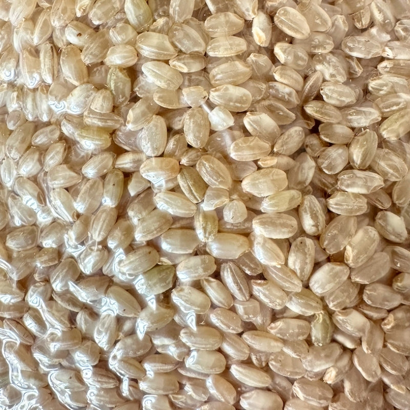 Ryu no Hitomi  (龍の瞳)Organic Brown Sushi Rice (Japanese Short Grain Brown Rice) - 1kg Foodcraft Online Store