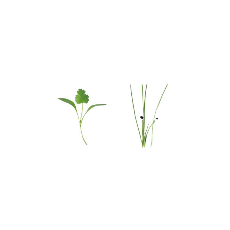 Savory Sprout Mix: Coriander & Chives (Pesticide Free) - Foodcraft Online Store
