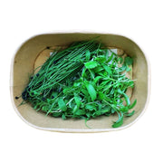 Savory Sprout Mix: Coriander & Chives (Pesticide Free) in a beige bowl on a white background