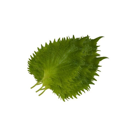 Shiso Leaves - Foodcraft Online Store