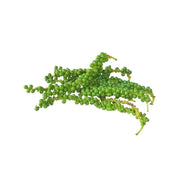 Fresh Green Peppercorns on a white background