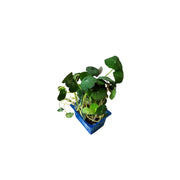 Zorri Cress Microgreens - Foodcraft Online Store