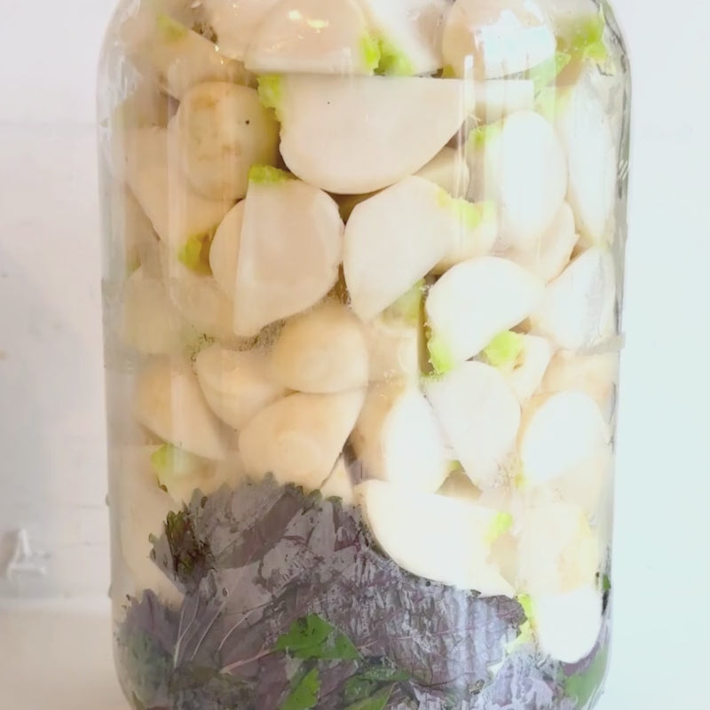Load video: The making of Living Lacto-Fermented Kabu Radish with Shiso