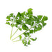 Veritable Essential Greens - Organic Arugula Lingot® - FoodCraft Online Store 