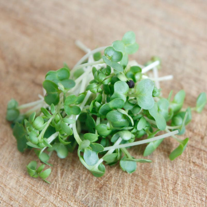 Broccoli Cress Microgreens - Foodcraft Online Store