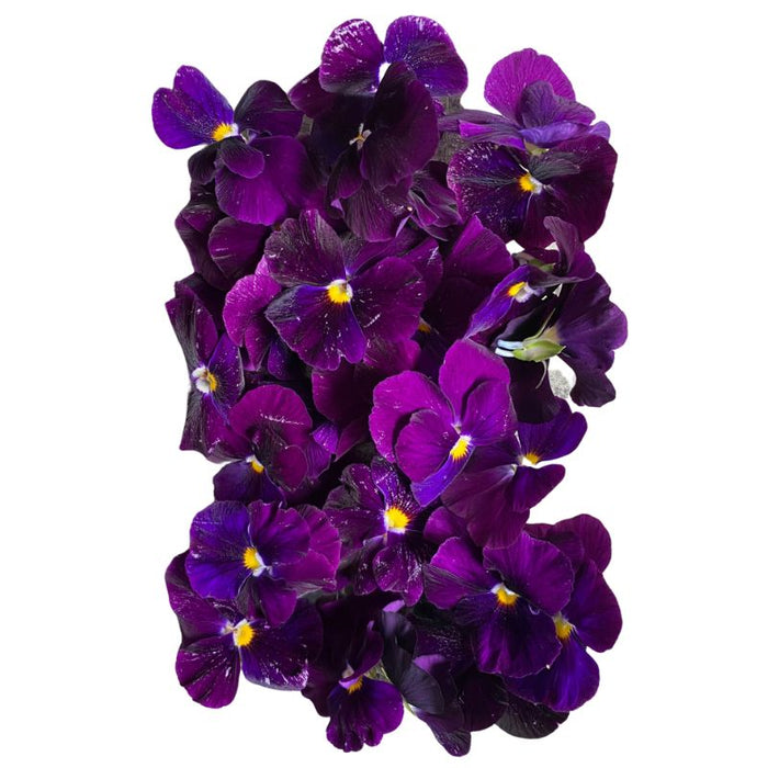 Edible Flowers (Purple Pansy) - 20g — FoodCraft Online Store