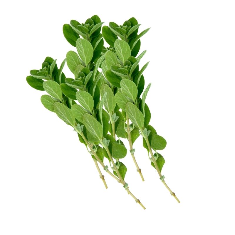 Fresh Oregano 100g — FoodCraft Online Store