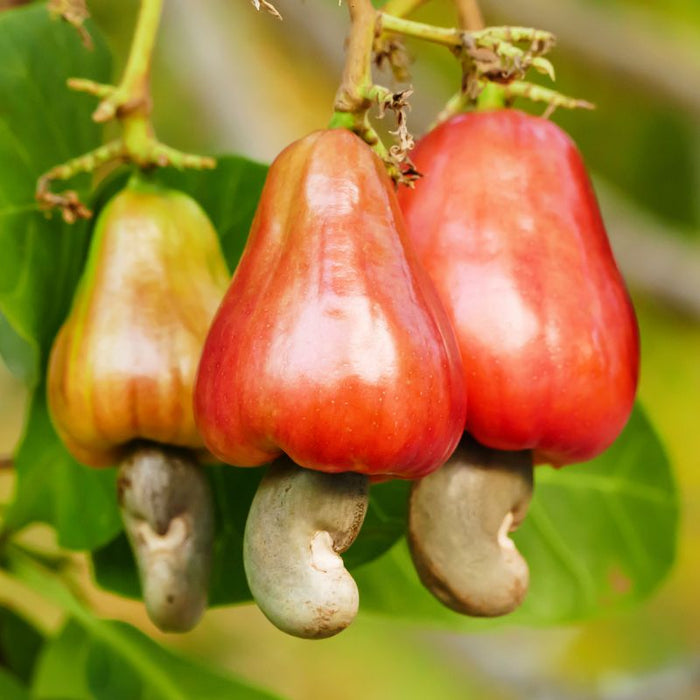Organic Raw Sprouted Cashews - Foodcraft Online Store
