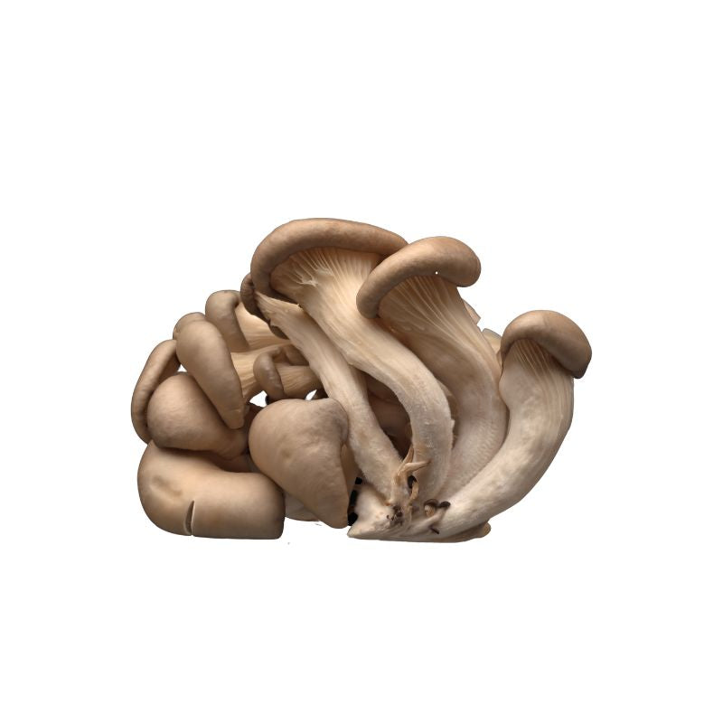 Oyster Mushrooms - Foodcraft Online Store