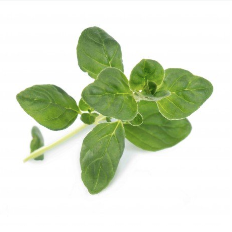 Veritable Essential Aromatic Herbs - Organic Oregano Lingot® - FoodCraft Online Store 