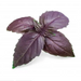 Veritable Essential Aromatic Herbs - Organic Purple Basil Lingot® - FoodCraft Online Store 
