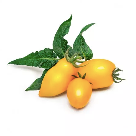 Veritable Essential Small Fruits & Vegetables - Mini Yellow Tomato Lingot® - FoodCraft Online Store 
