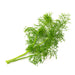Veritable Essential Aromatic Herbs - Organic Fennel Lingot® - FoodCraft Online Store 