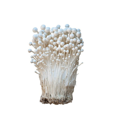enoki mushroom