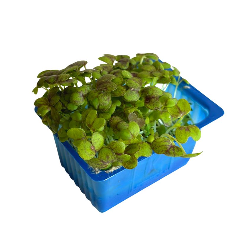 mustard cress microgreens - Foodcraft Online Store
