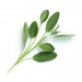 Veritable Essential Aromatic Herbs - Organic Sage Lingot® - FoodCraft Online Store 